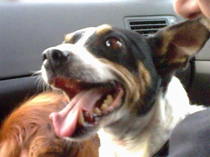 Bodeguero peugeot billede 12