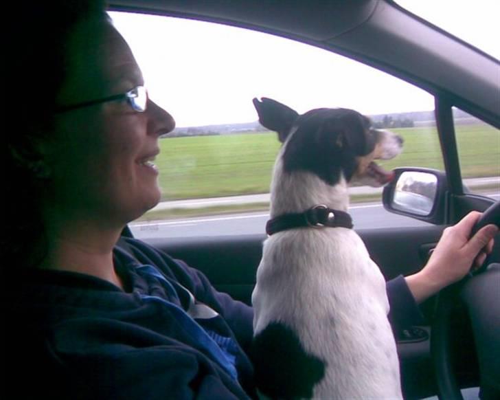 Bodeguero peugeot billede 13