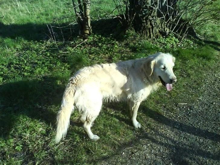 Golden retriever Sussi billede 1