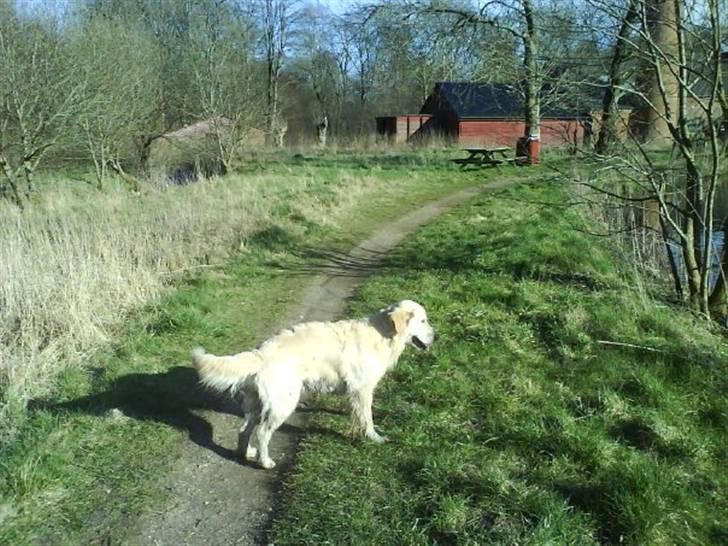 Golden retriever Sussi billede 2