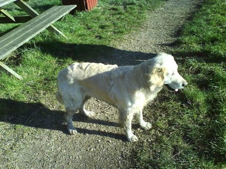 Golden retriever Sussi billede 5