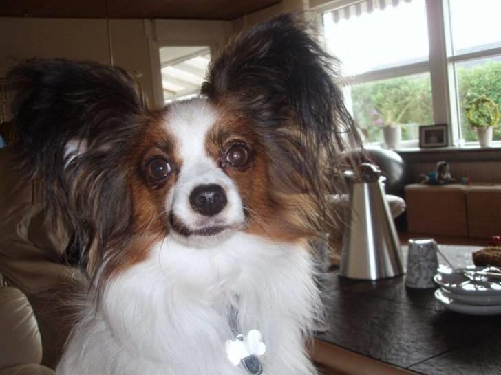 Papillon Rollo billede 1