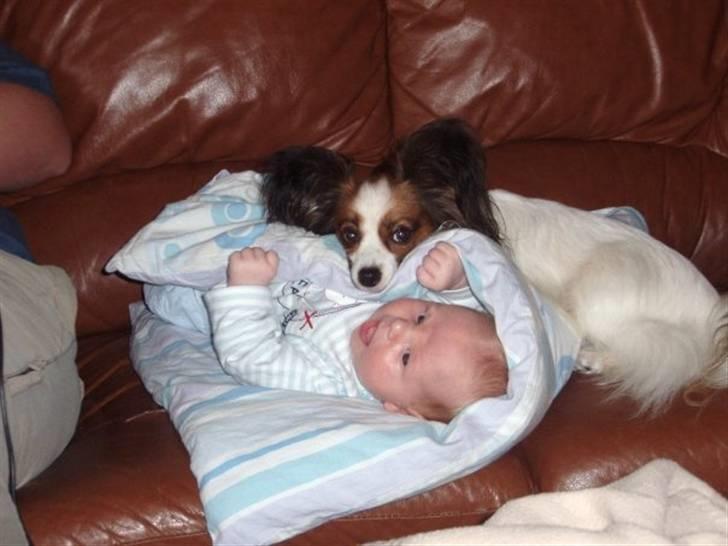 Papillon Rollo billede 2