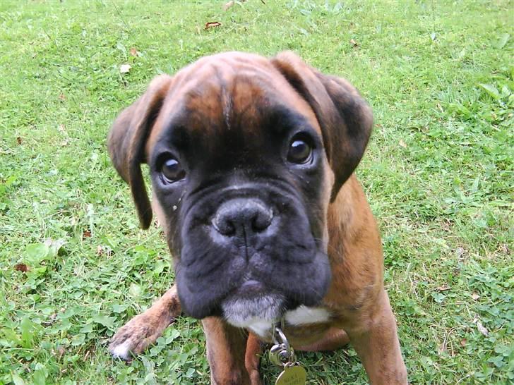 Boxer Nuka billede 1