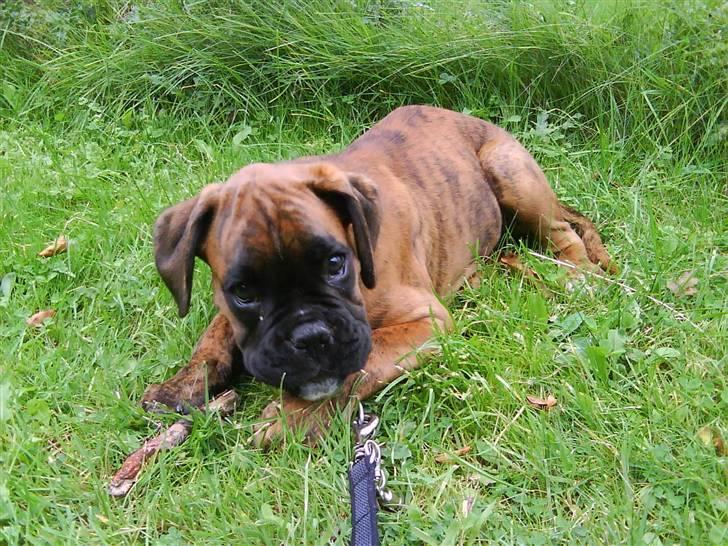 Boxer Nuka billede 2