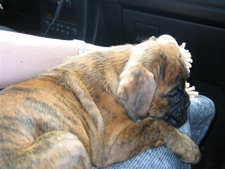 Boxer Nuka billede 3