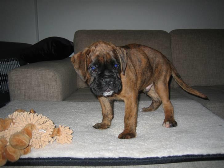 Boxer Nuka billede 4