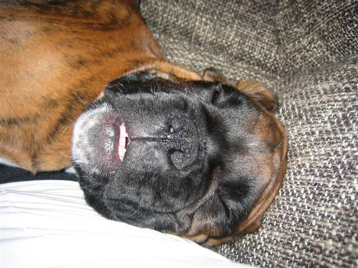 Boxer Nuka billede 5