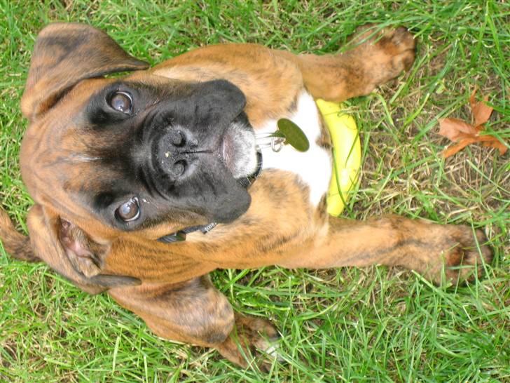 Boxer Nuka billede 6