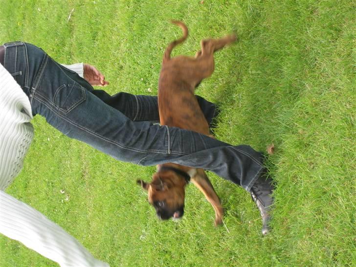 Boxer Nuka billede 7