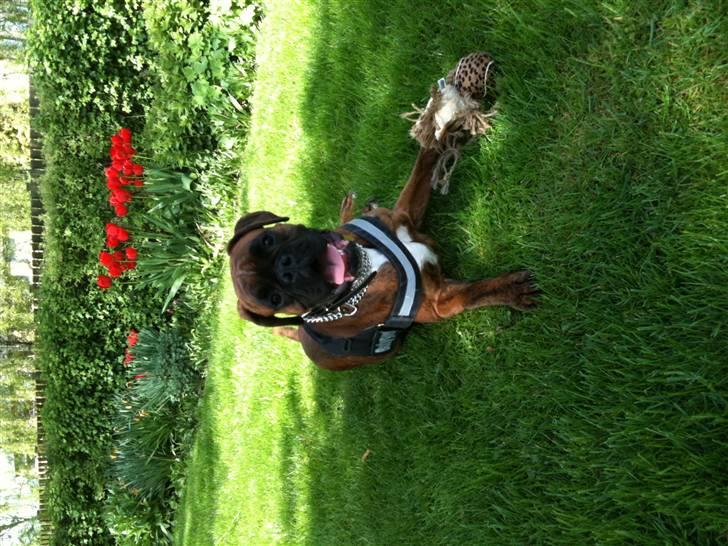 Boxer Nuka billede 8