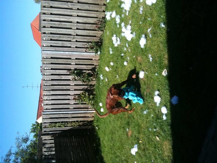 Boxer Nuka billede 9