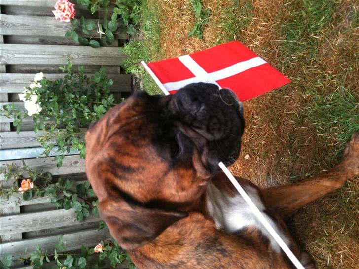 Boxer Nuka - Nuka har fødselsdag. 1 år d.6.7.2010 :) billede 10