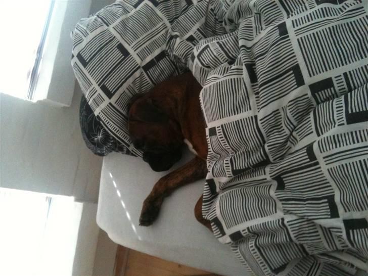 Boxer Nuka billede 11