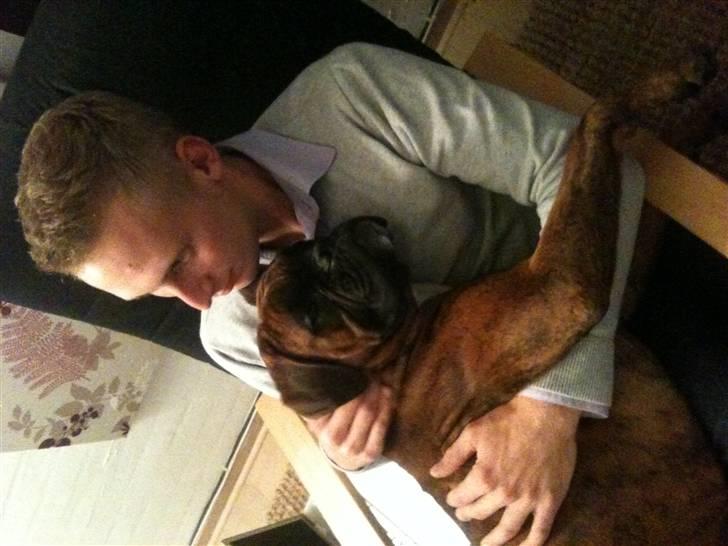 Boxer Nuka billede 12