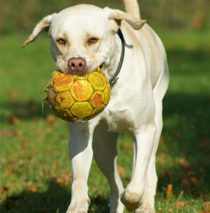 Labrador retriever Tiko billede 12