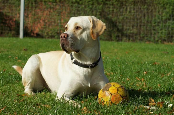 Labrador retriever Tiko billede 13