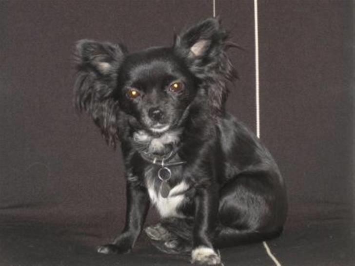 Chihuahua Thorleys Sallie billede 1
