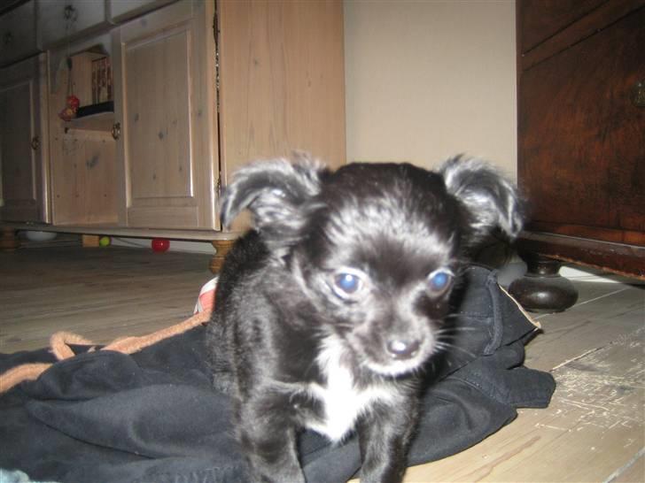 Chihuahua Thorleys Sallie billede 2