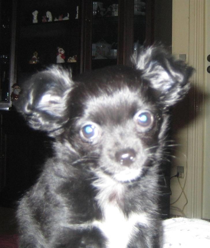 Chihuahua Thorleys Sallie billede 4