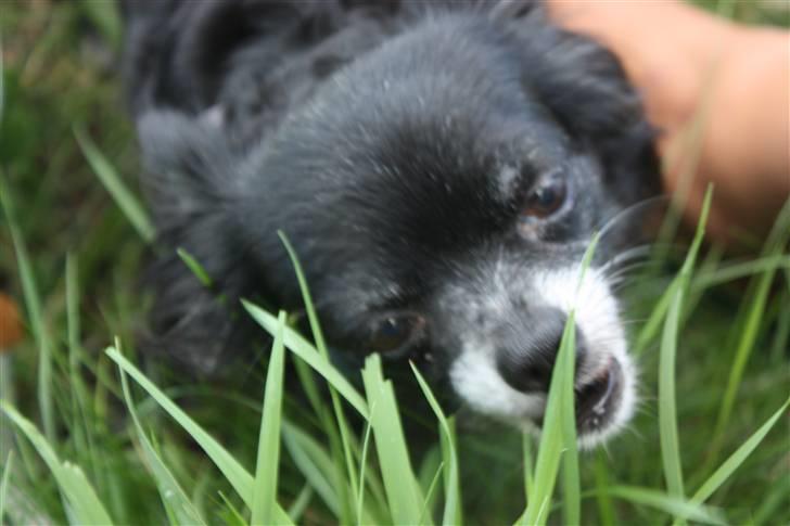 Chihuahua Thorleys Sallie billede 5