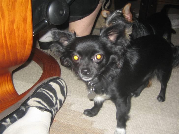 Chihuahua Thorleys Sallie billede 6