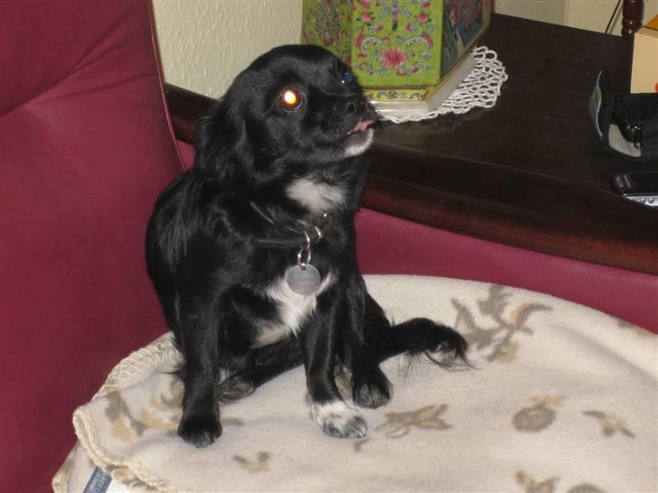 Chihuahua Thorleys Sallie billede 7