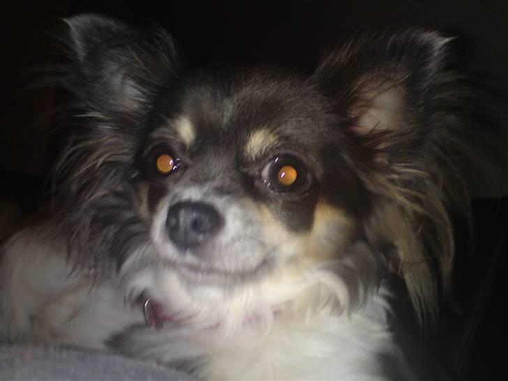 Chihuahua Høiers Malou billede 1