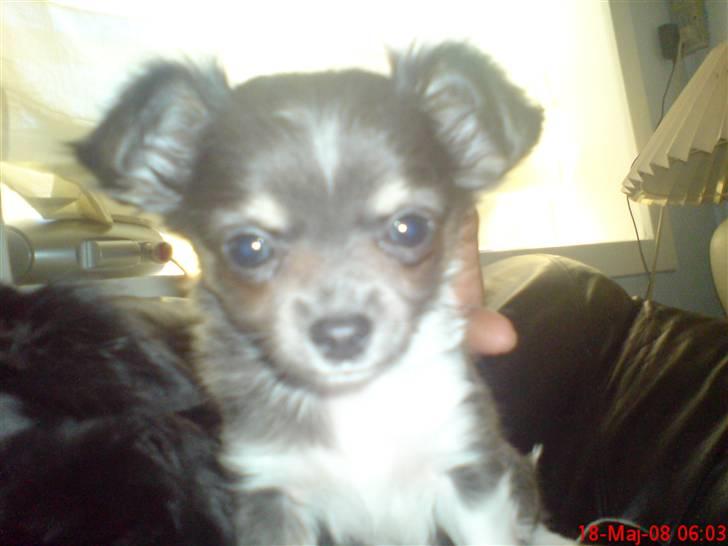 Chihuahua Høiers Malou billede 2