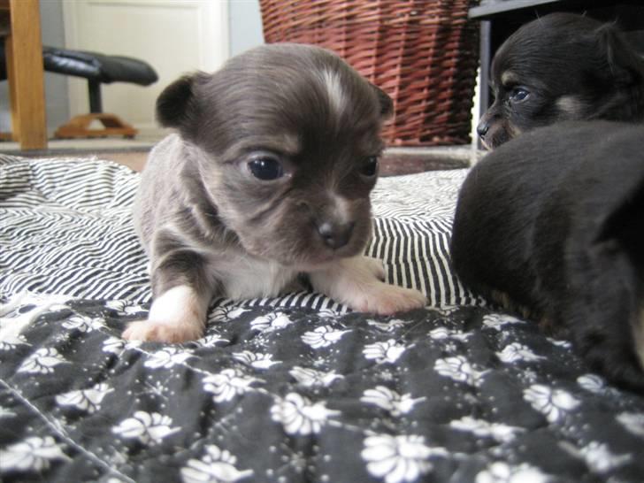 Chihuahua Høiers Malou billede 3