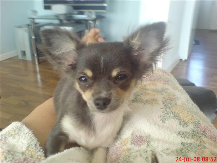 Chihuahua Høiers Malou billede 4