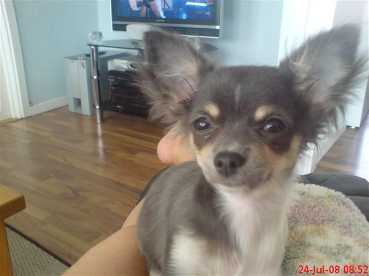 Chihuahua Høiers Malou billede 5