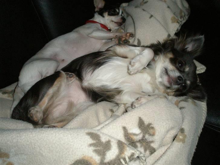 Chihuahua Høiers Malou billede 6