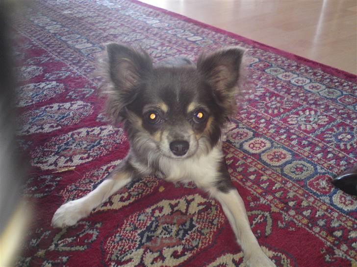 Chihuahua Høiers Malou billede 7