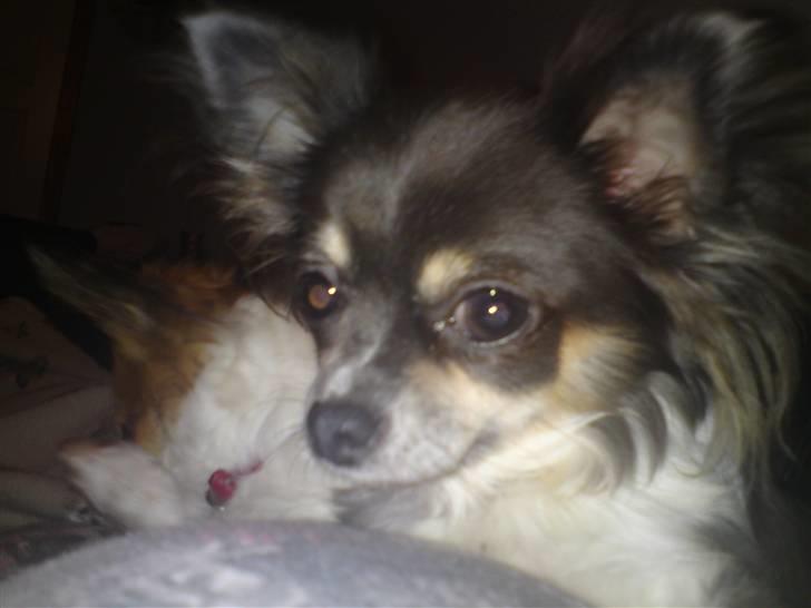 Chihuahua Høiers Malou billede 8