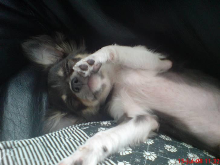 Chihuahua Høiers Malou billede 9