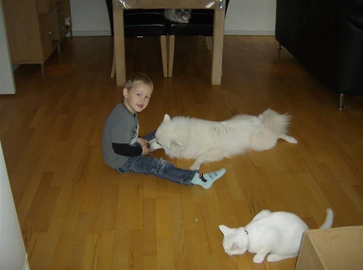 Japansk spids koda billede 7