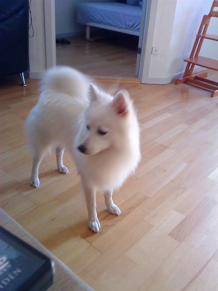 Japansk spids koda billede 8