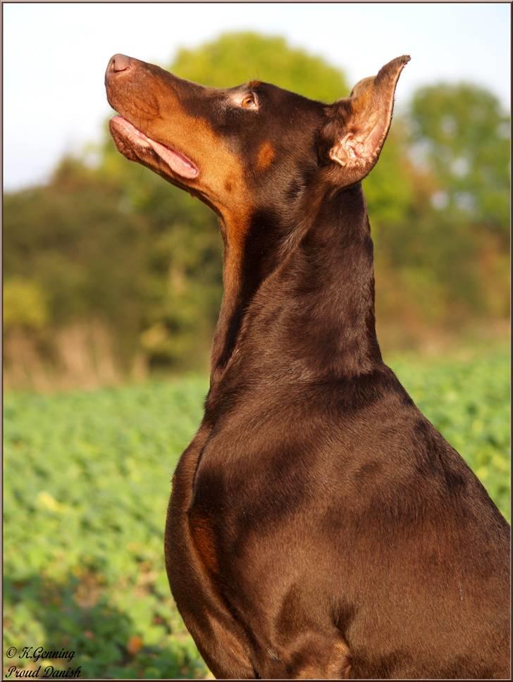 Dobermann Master Mia V Masterhof billede 10