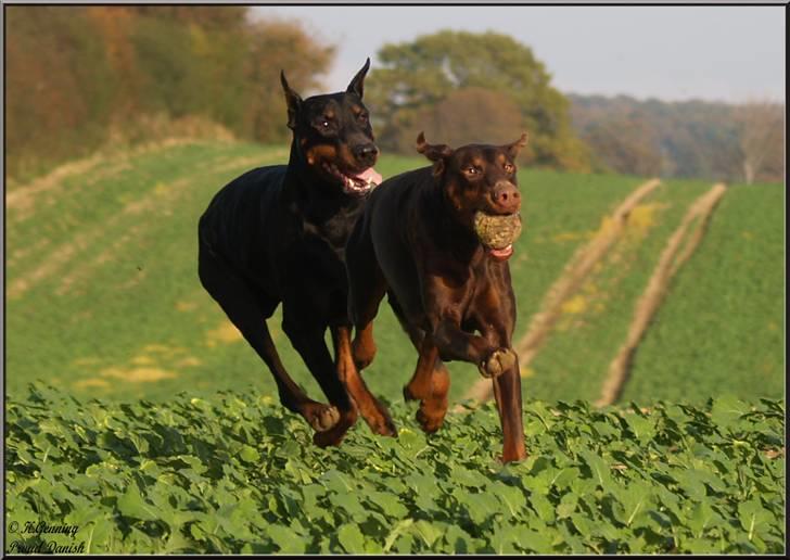 Dobermann Master Mia V Masterhof billede 11