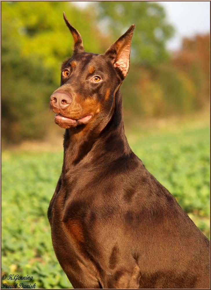 Dobermann Master Mia V Masterhof billede 12