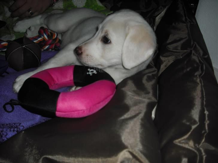 Blanding af racer Popcorn :-) billede 14