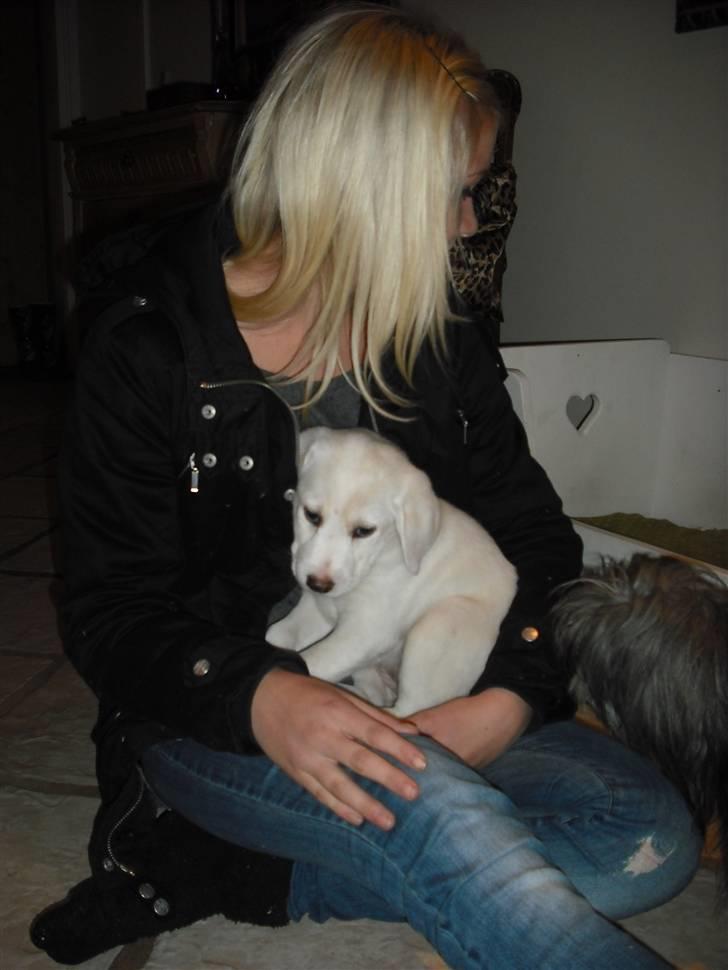 Blanding af racer Popcorn :-) - Hjémme efter en laaaang køretur, det hele er helt nyt! :-) billede 15