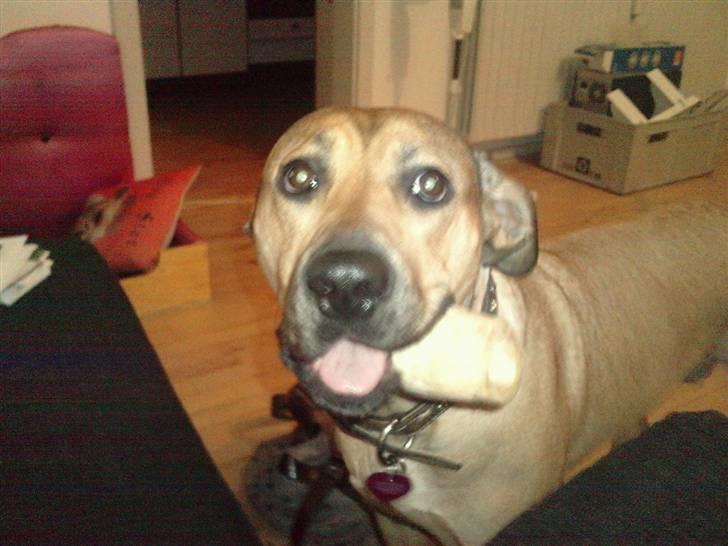 Blanding af racer Kahloua billede 9