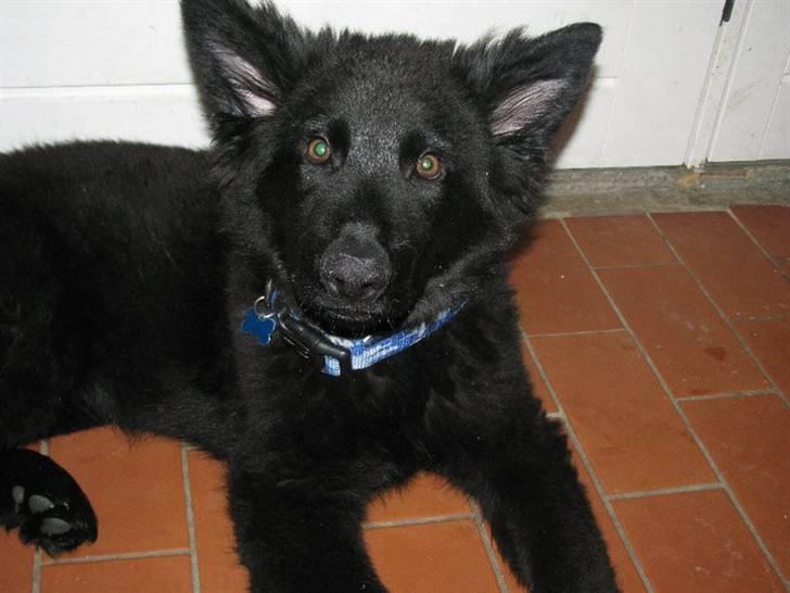 Schæferhund Kato billede 1