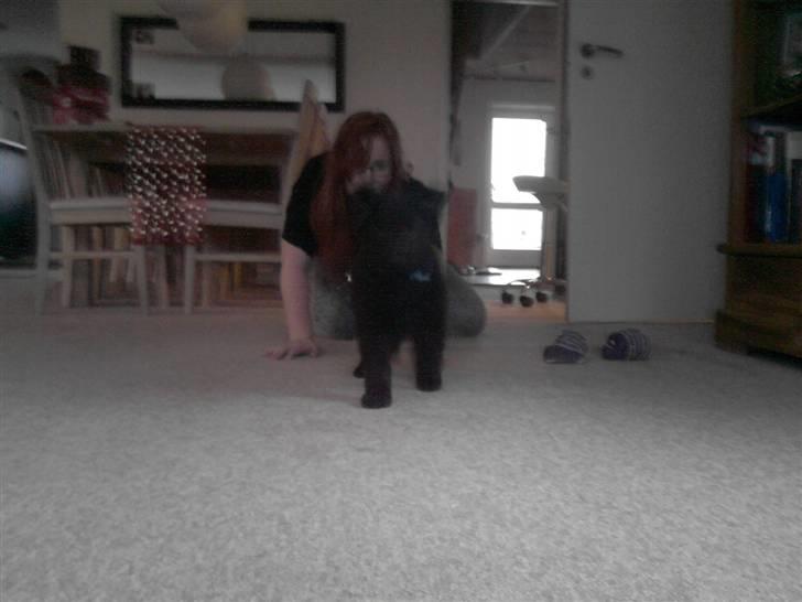 Schæferhund Kato billede 2