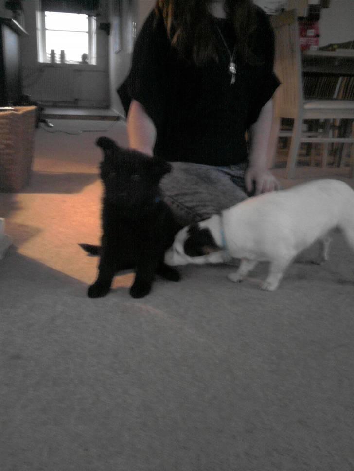 Schæferhund Kato billede 3