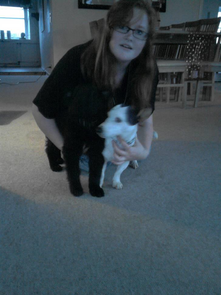 Schæferhund Kato billede 4