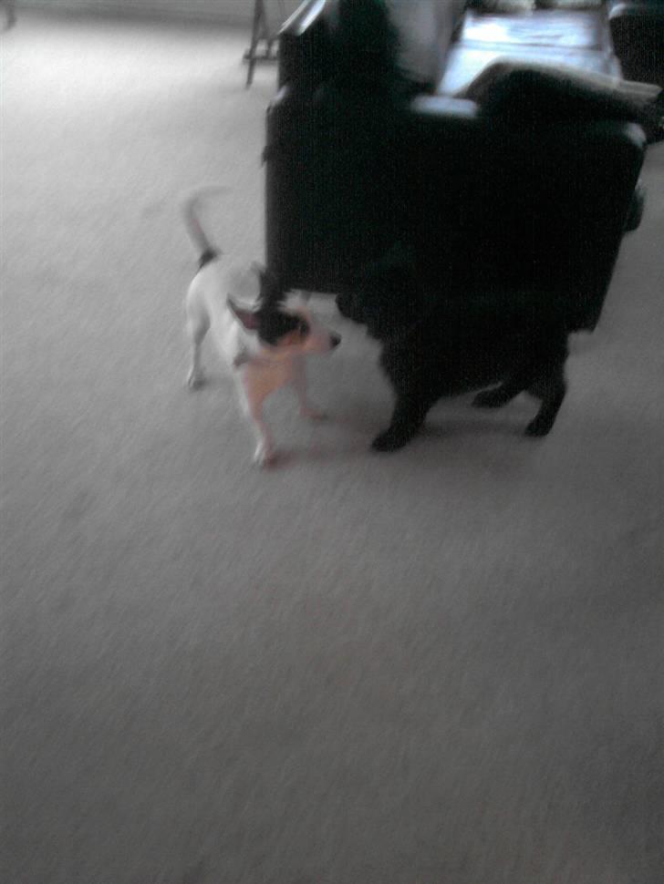 Schæferhund Kato billede 5