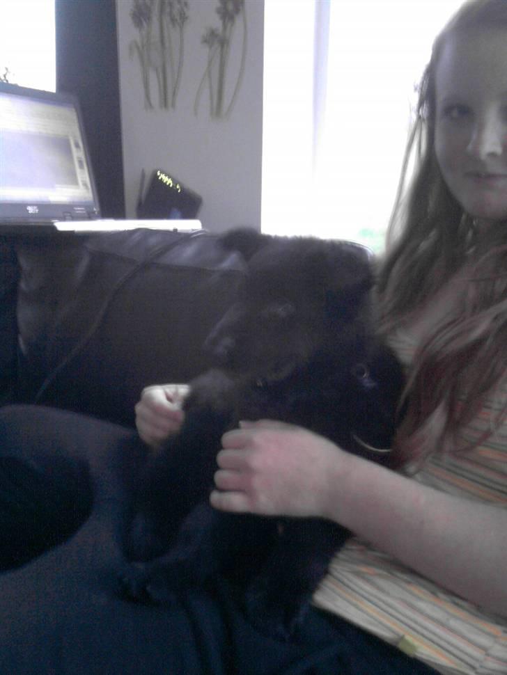 Schæferhund Kato billede 6